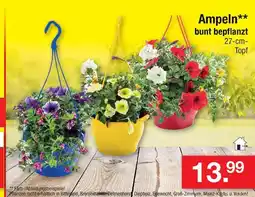 Zimmermann Ampeln bunt bepflanzt Angebot