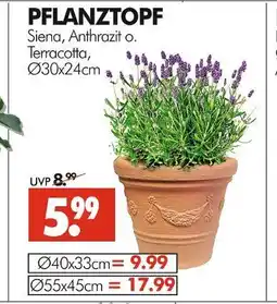 Wreesmann Pflanztopf siena ø30x24cm Angebot