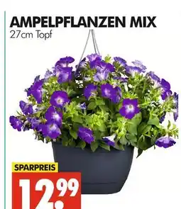 Wreesmann Ampelpflanzen mix Angebot