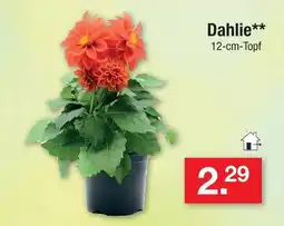 Zimmermann Dahlie Angebot
