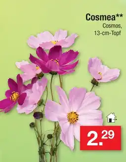 Zimmermann Cosmea Angebot