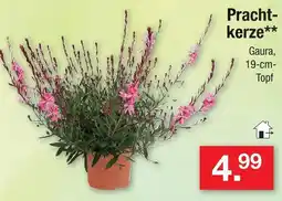 Zimmermann Prachtkerze Angebot