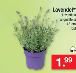 Zimmermann Lavendel Angebot