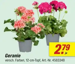 toom Baumarkt Geranie Angebot