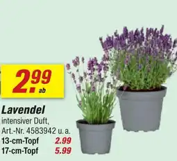 toom Baumarkt Lavendel Angebot