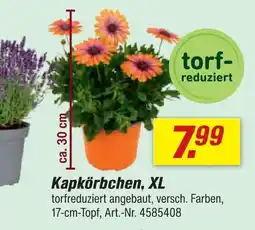 toom Baumarkt Kapkörbchen, xl Angebot