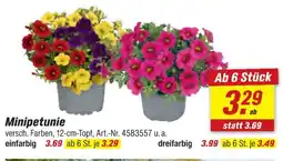 toom Baumarkt Minipetunie einfarbig Angebot