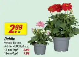 toom Baumarkt Dahlie 12-cm-topf Angebot