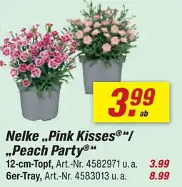toom Baumarkt Nelke „pink kisses“/„peach party“ Angebot