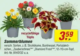 toom Baumarkt Sommerblumen Angebot