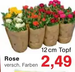 Jawoll Rose Angebot