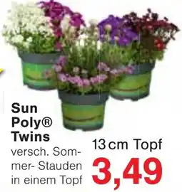 Jawoll Sun Poly Twins Angebot