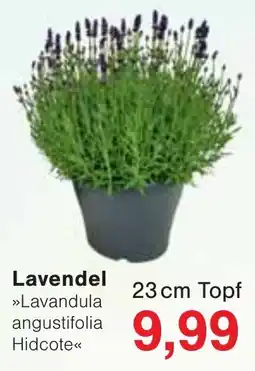 Jawoll Lavendel Angebot