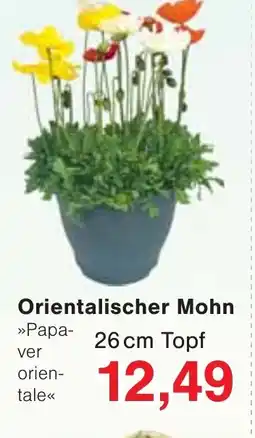Jawoll Orientalischer Mohn Angebot