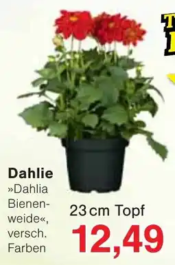 Jawoll Dahlie Angebot