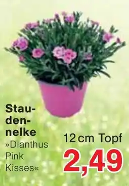 Jawoll Staudennelke Angebot