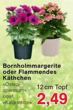 Jawoll Bornholmmargerite oder Flammendes Käthchen Angebot