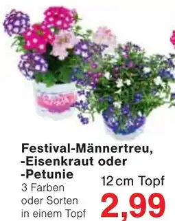 Jawoll Festival-Männertreu, -Eisenkraut oder -Petunie Angebot