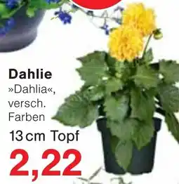 Jawoll Dahlie Angebot