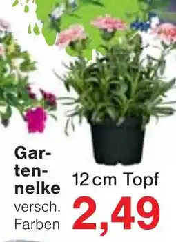 Jawoll Gartennelke Angebot