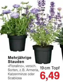 Jawoll Mehrjährige Stauden Angebot