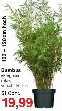 Jawoll Bambus Angebot