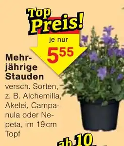 Jawoll Mehrjährige Stauden Angebot