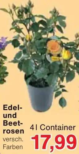 Jawoll Edel- und Beetrosen Angebot