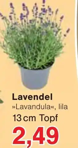 Jawoll Lavendel Angebot