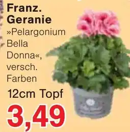 Jawoll Franz. Geranie Angebot