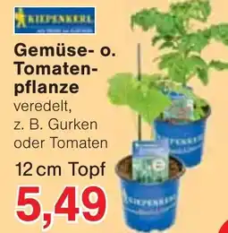 Jawoll Gemüse- o. Tomatenpflanze Angebot