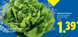 Lidl Kopfsalat mit Wurzel Angebot