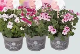 Globus Baumarkt Edelgeranie Angebot