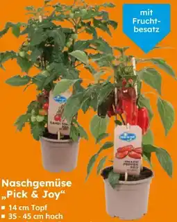 Globus Baumarkt Naschgemüse Pick & Joy Angebot