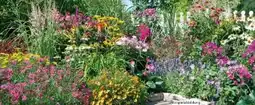 Globus Baumarkt Sommerstauden Bienenweide Angebot