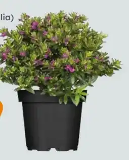 Globus Baumarkt Japanische Scheinmyrthe Angebot
