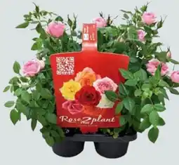 Globus Baumarkt Freiland-Rosen Angebot