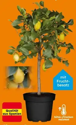 Globus Baumarkt Zitronen-Pflanze Angebot