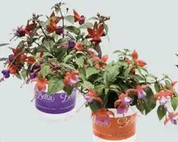 Globus Baumarkt Fuchsien Angebot