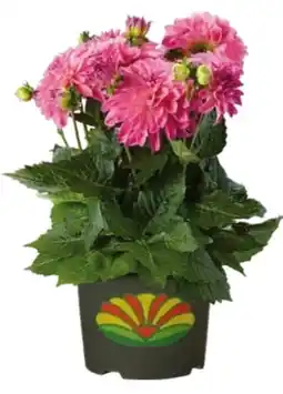 Globus Baumarkt Dahlie Topf Angebot