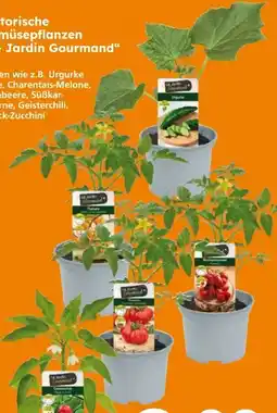 Globus Baumarkt Gemüsepflanzen Le Jardin Gourmand Angebot