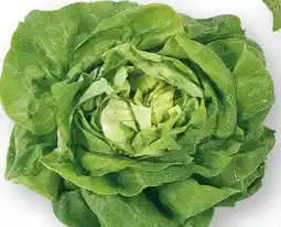 Scheck-in-Center Kopfsalat Angebot
