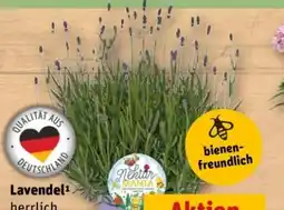 REWE Center Lavendel Angebot
