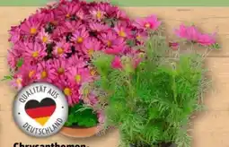 REWE Center Chrysanthemenschale Angebot