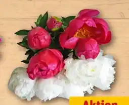 REWE Center Pfingstrosen Angebot