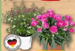 REWE Center Gartennelke Angebot