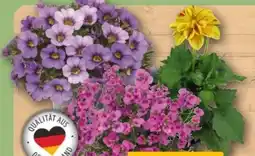 REWE Center Zauberglöckchen Angebot