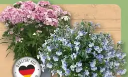 REWE Center Männertreu Angebot