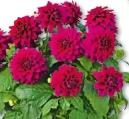 BayWa Bau & Garten Dahlie Angebot