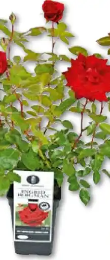 BayWa Bau & Garten Plantiflor Edel-Duftrose Angebot